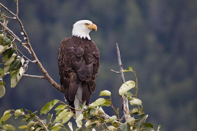 052 Haines, Chilkat Bald Eagle Preserve, Visarend.jpg